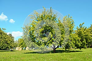 Green tree - Sunny summer day in sculpture park - Horice