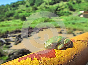 Green tree toad sleeps on rusty tube