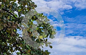 Green tree top with blue sky and clouds background