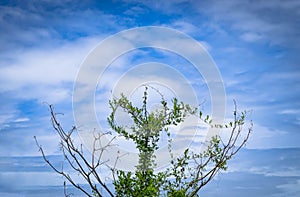 Green tree top with blue sky and clouds background