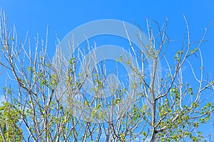 Green tree top line over blue sky background