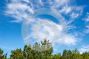 Green tree top line over blue sky and clouds background in summer