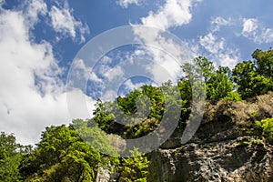 Green tree top over blue sky and clouds background in summer