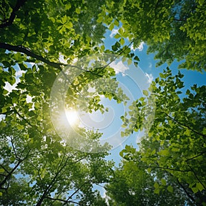 Green tree tops in summer forest