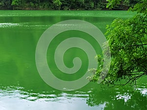 Green tree touch emerald