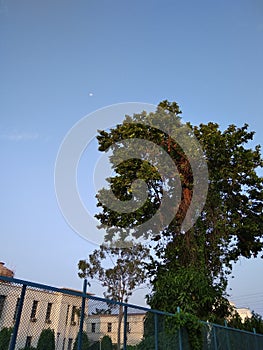 The green tree under the blue sky front of white building Jamshedpur city india