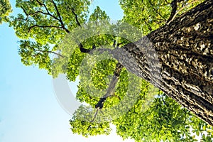 Green Tree,View looking up into lush green branches of large tree spring