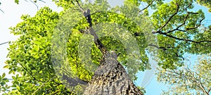 Green Tree,View looking up into lush green branches of large tree spring