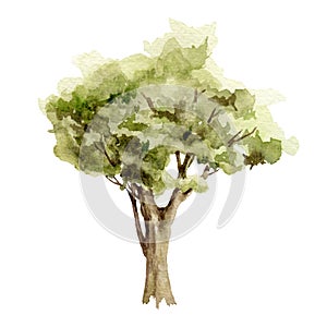 Green tree watercolor illustration. Maple, linden, oak plant. Hand drawn leafy and evergreen tree element object. Green