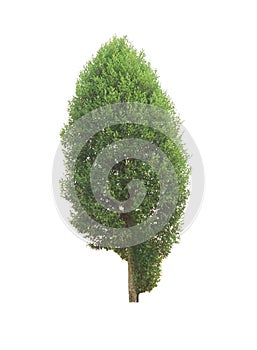 Green tree on white background