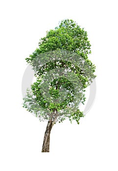 Green tree on white background