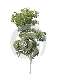 Green tree on white background