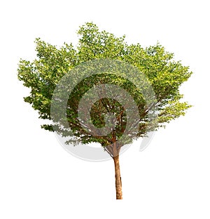 Green tree on white background