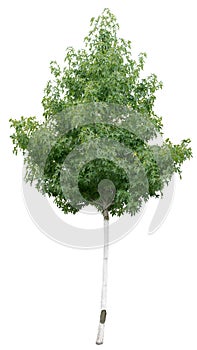 Green tree on white background