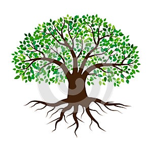 green tree on white background. Olive tree logo. Vector illustration. stock image.