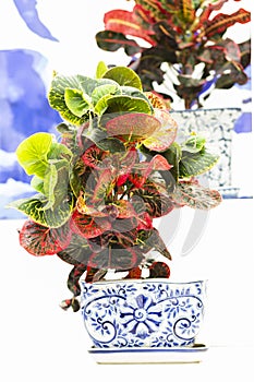 Green Tree in white ceramic pots on the wooden table. Concept at home interior gardening filled plants in Spring