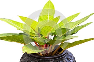 Green Tree in white ceramic pots on the wooden table. Concept at home interior gardening filled plants in Spring