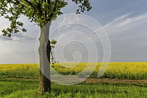 Green tree in the yellow colza field with blue sky