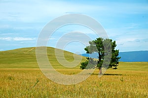 Green tree in yellow field