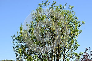 Green Tree with Yellow Flowers