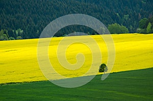 Green tree between yellow rapeseed field and green meadow