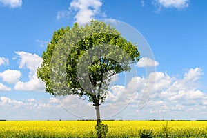 Green Tree In Yellow Rapeseed Flowers Field