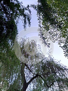 green treeand sky exclusiveness