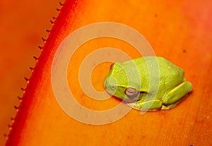 A green treefrog