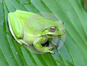 Green Treefrog