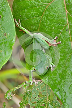 Green Treefrog