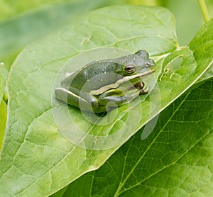 Green Treefrog