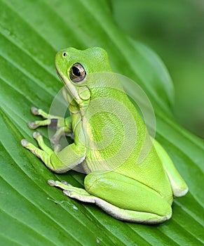 Green Treefrog photo