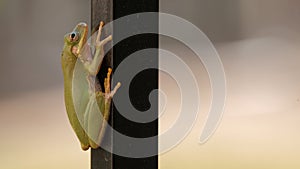 Green treefrog with exquisite detail on fence post