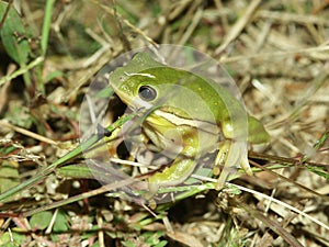 Green Treefrog (Hyla cinerea) photo