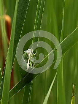 Green treefrog, Hyla cinerea