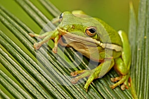 Green treefrog (Hyla cinerea)