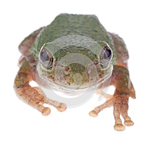 Green Treefrog, Hyla cinerea