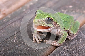 Green Treefrog, Hyla cinerea photo