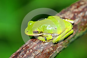 Green Treefrog Illinois Wildlife