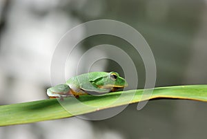 Green Treefrog