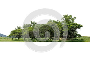 Green treeline isolated on white background