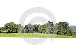 Green treeline isolated on white background