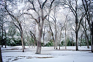 Snowy winter wonderland trees and forest in park with snowcover on ground