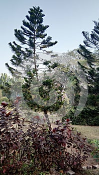 Green trees aarey forest mumbai