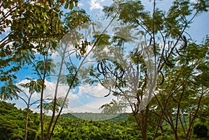 The green trees against the sky. Philippines