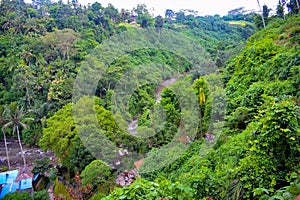 Green trees all around in Bali Indonesia. Green village all around.