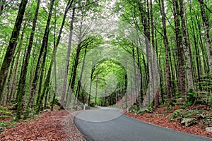 Green trees along the road in a Slovenian forest