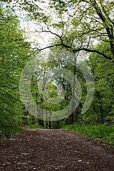 Walking path near Rheingrafenstein Castle photo