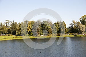 Green trees on the bank of the lake