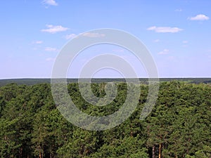 Green trees in a beautiful endless forest top view of the horizon